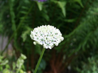 Allium nigrum bestellen